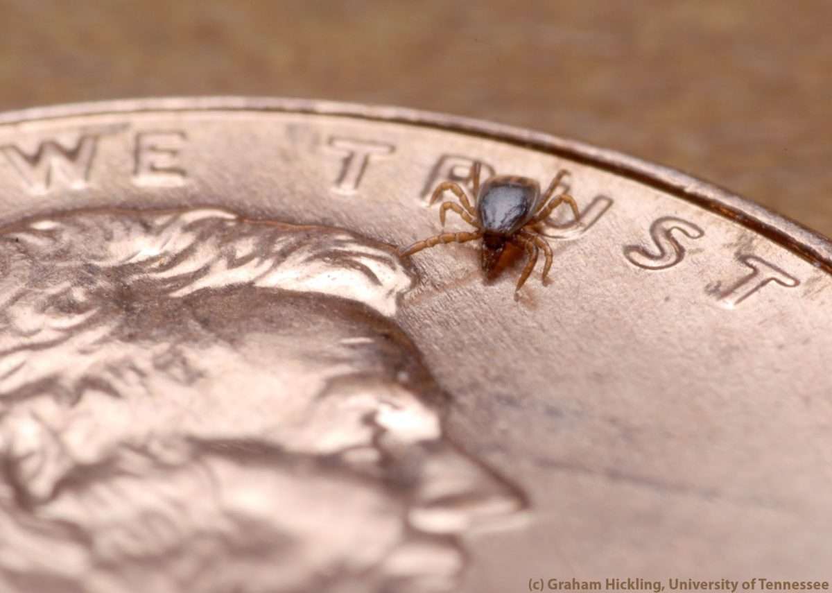 Lyme Cases (and Ticks) Increase in Michigan