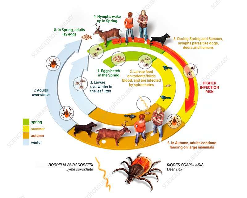 Lyme disease cycle, illustration