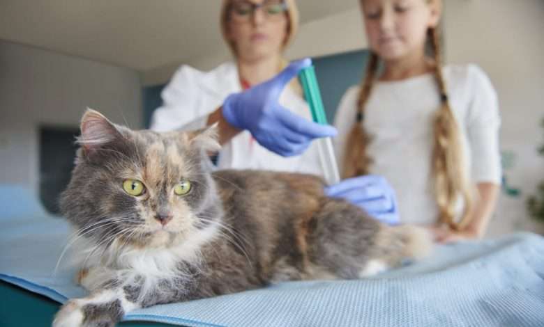 Lyme Disease in Cats: Causes, Symptoms and Treatments