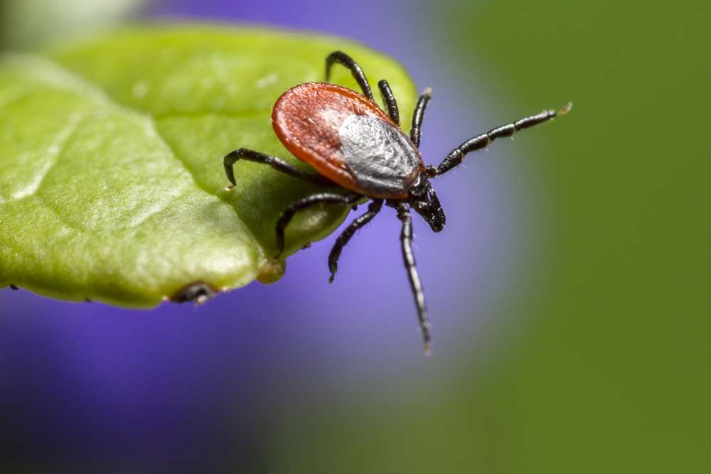 Lyme Disease is spread to humans and pets through the bite of an ...