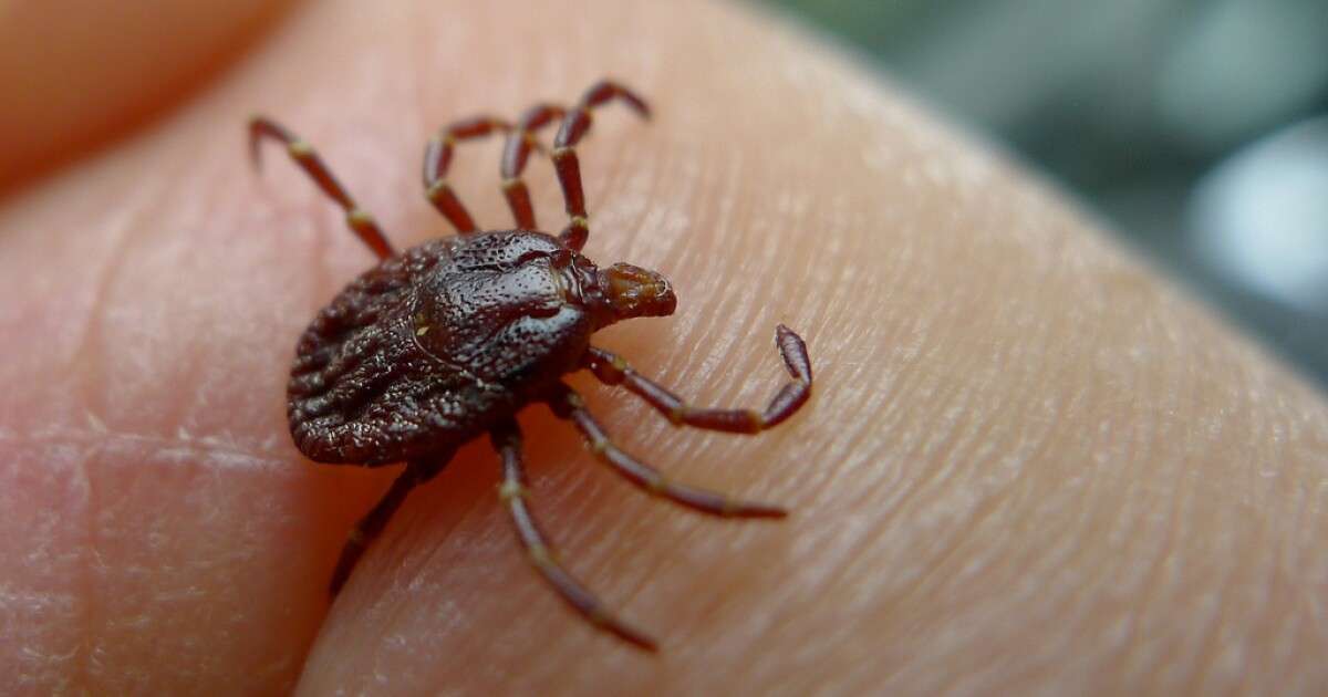 Lyme Disease Tests A Big Business, But Some May Not Provide Accurate ...