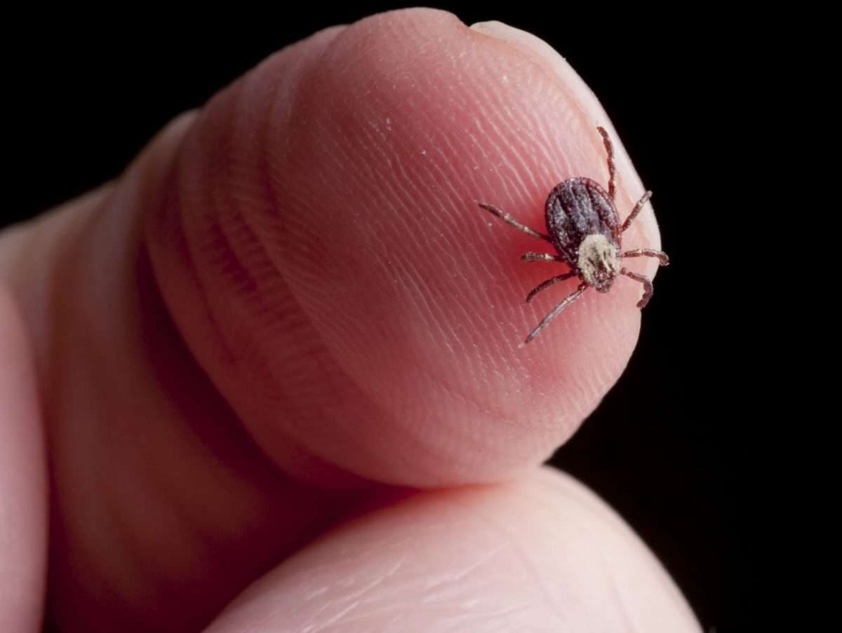 Lyme disease vaccine found to be safe and effective in clinical trials ...