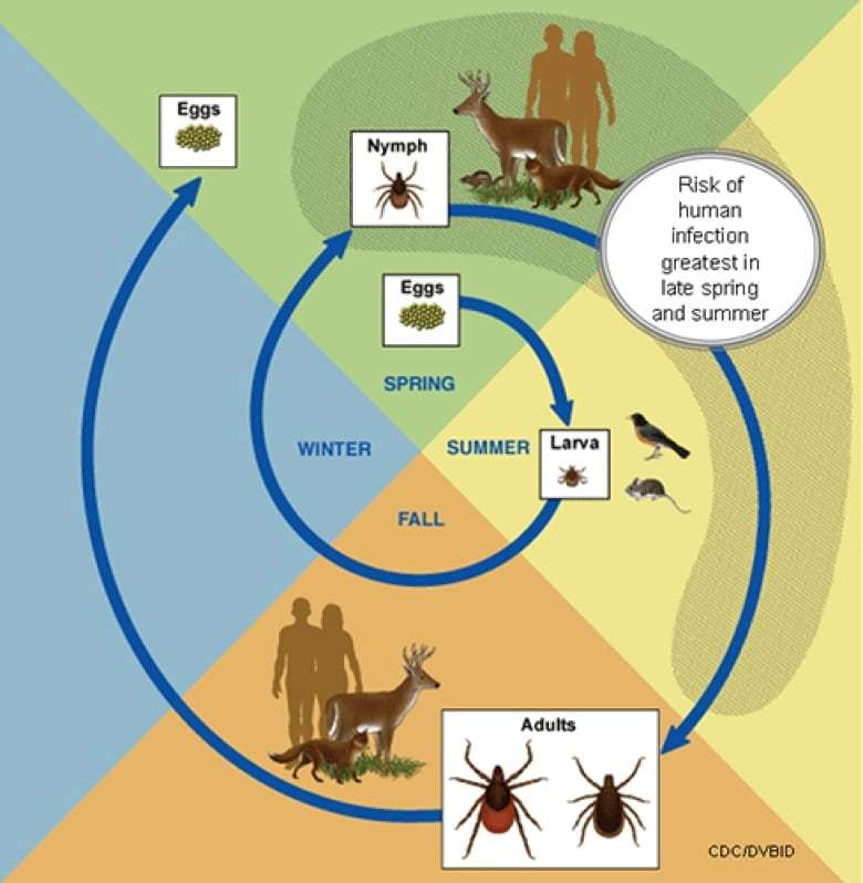 Lyme group expects bad tick year in Manitoba