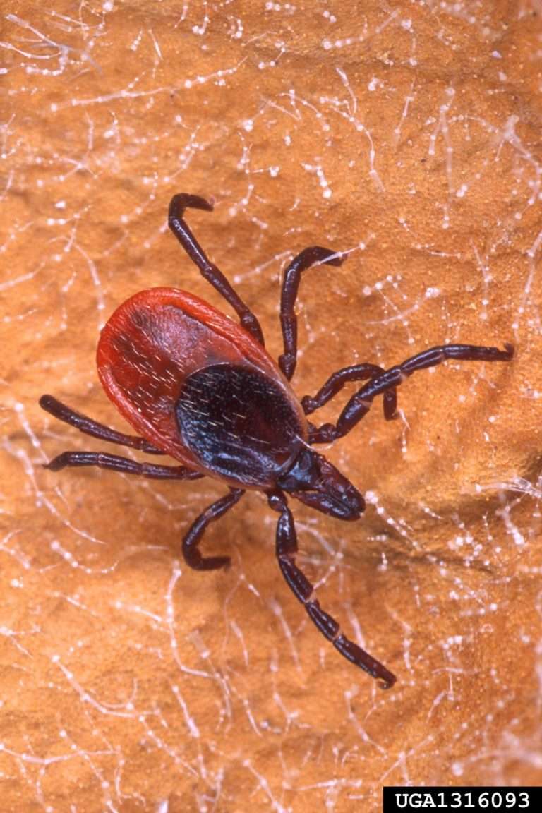 Protect yourself from ticks and tickborne illnesses