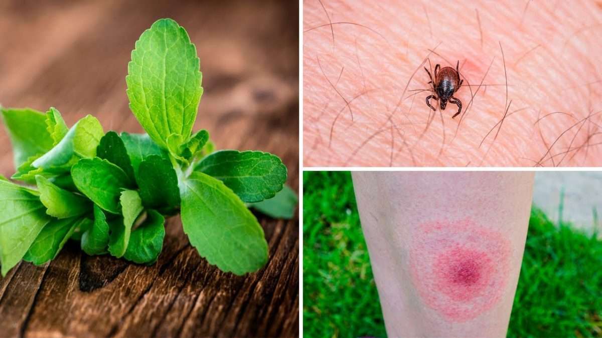 Research finds a plant more effective than antibiotics against lyme ...
