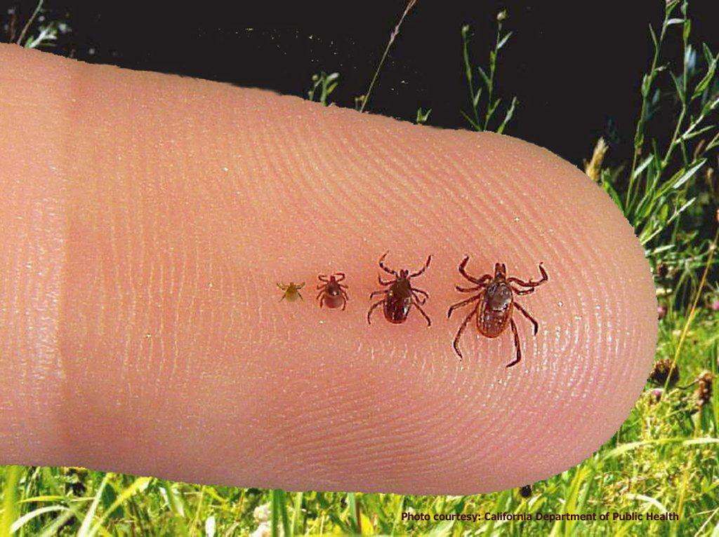 Six Things to Know About Ticks and Lyme Disease