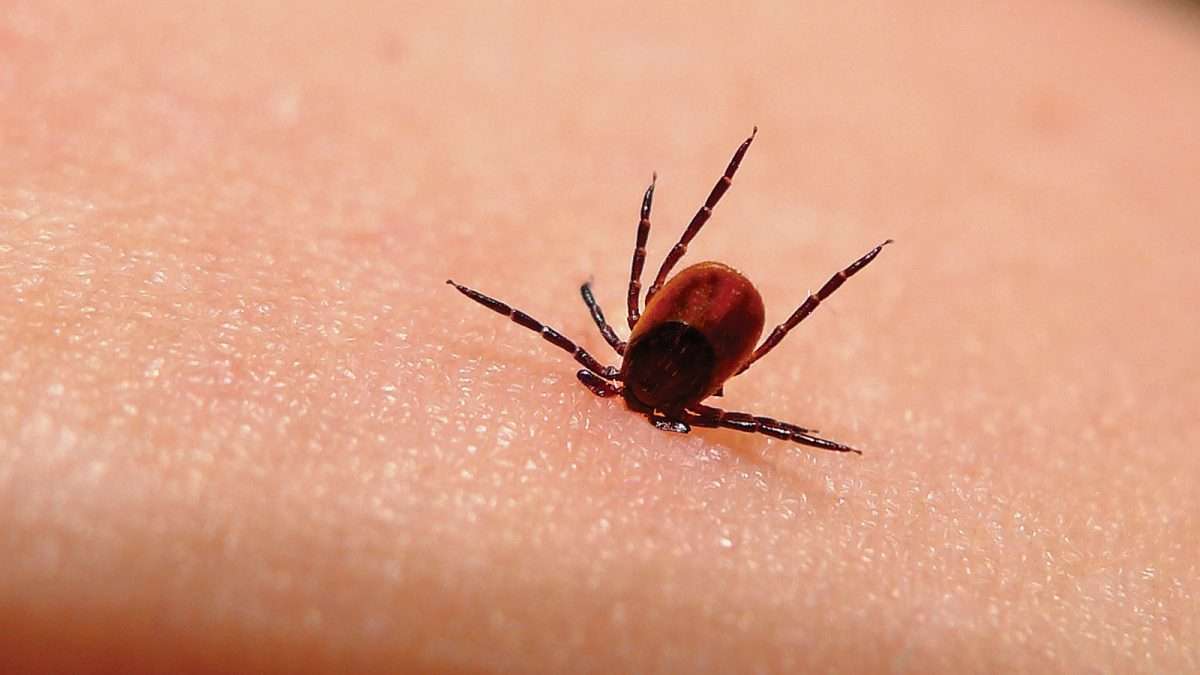 Tick Disease: These Factors Determine Risk of Lyme Disease