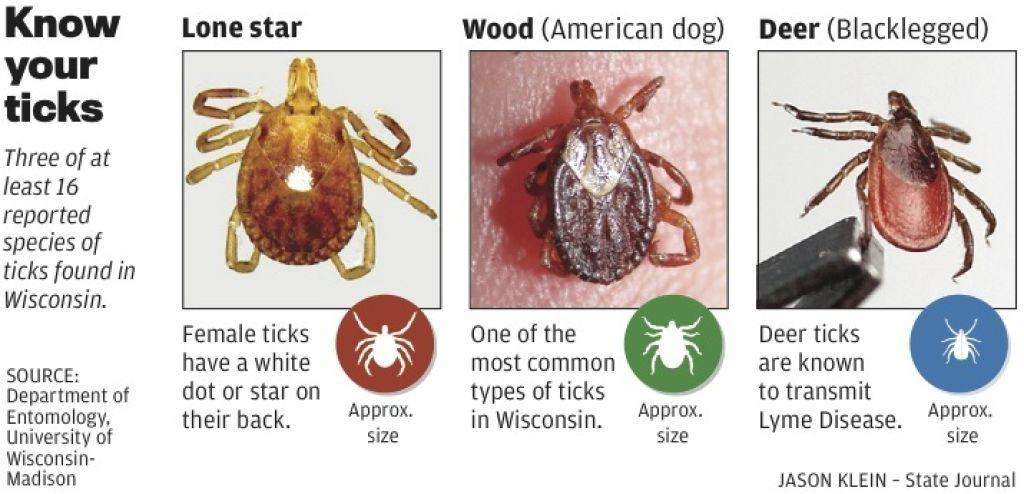 Ticks carry more than Lyme disease to Wisconsin back yards, officials ...