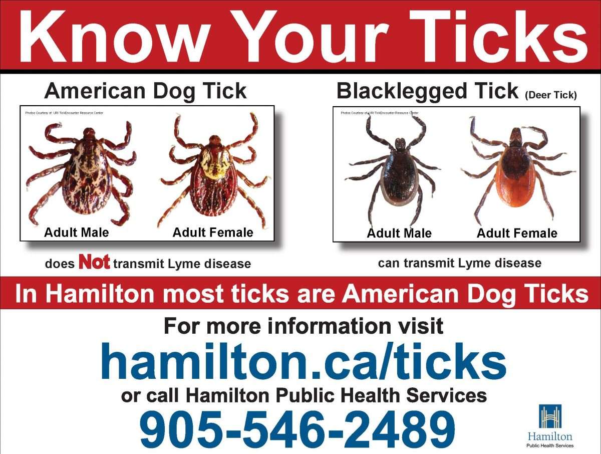 Ticks &  Lyme Disease