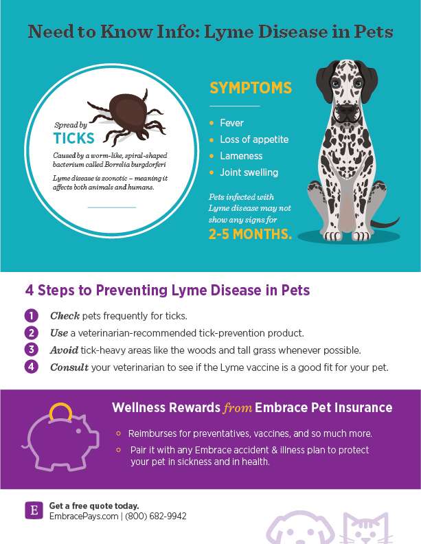 Tips to Prevent Pet Lyme Disease