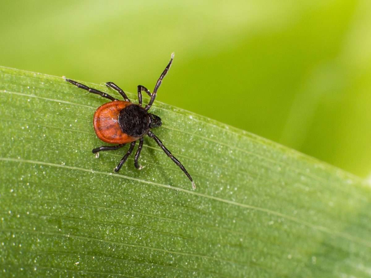 What You Need to Know About Lyme Disease in Canada