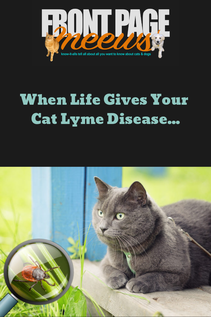 When life gives your cat Lyme Disease