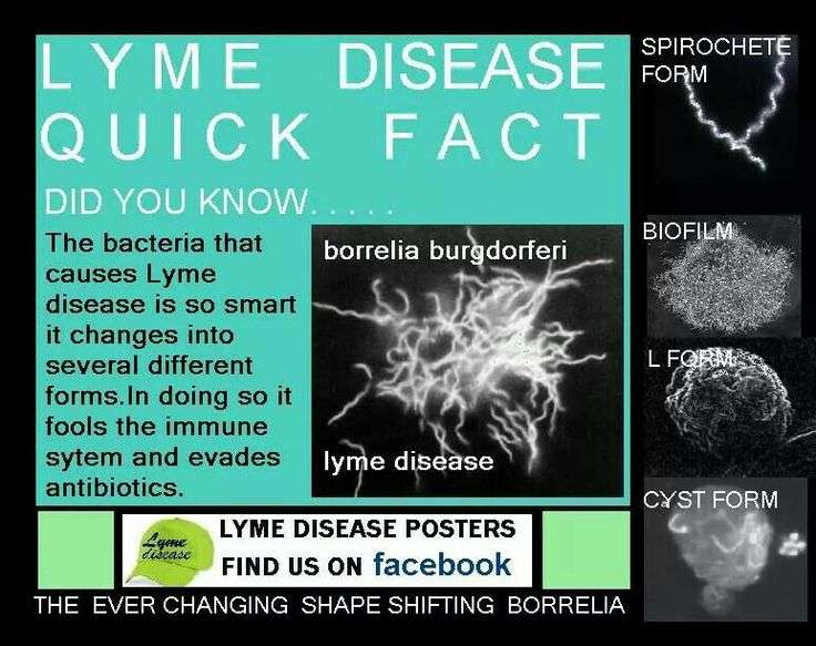 205 best Lyme Disease, Babesiosis, Anaplamosis, and other Tickborne ...