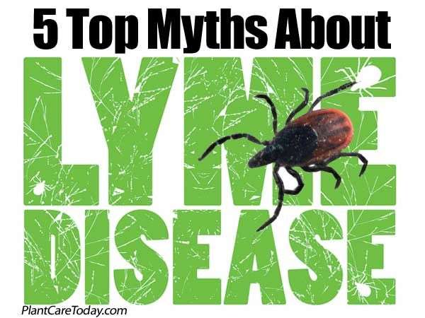 4 Tips On Avoiding Ticks And Lyme Disease In The Garden