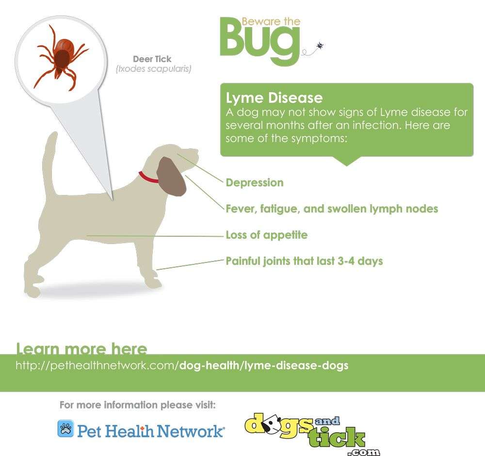 A dog may not show signs of Lyme disease for several months after an ...
