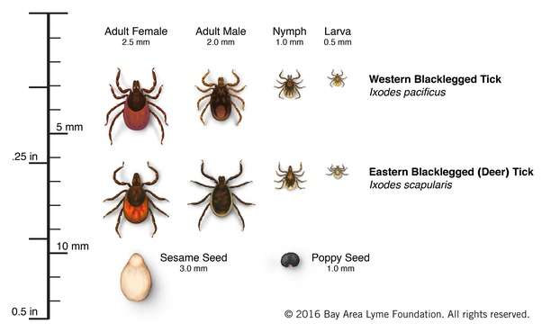 Are there ticks and lyme disease in the Pacific Northwest?
