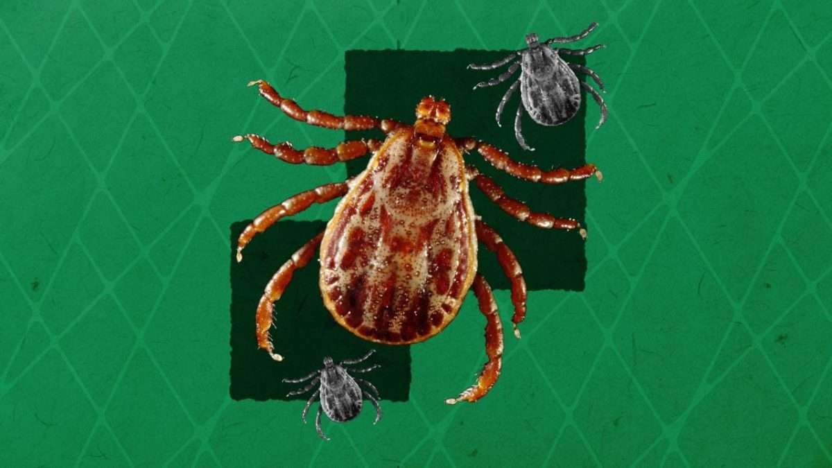 Are you risking Lyme disease? Hereâs how to remove ticks