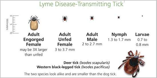Canine Lyme Disease : Case of Golden Retriever Dogs