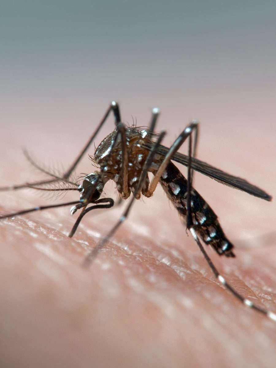 Does Mosquitoes Carry Lyme Disease