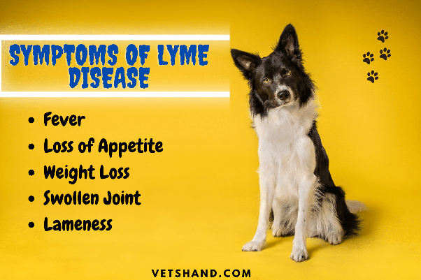 Dog Lyme Disease Treatment Cost