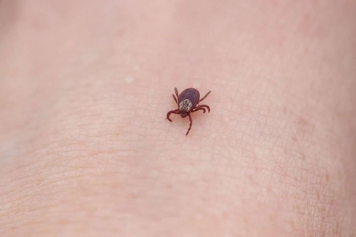 Donât Tick Me Off! Know What Ticks Carry Lyme Disease
