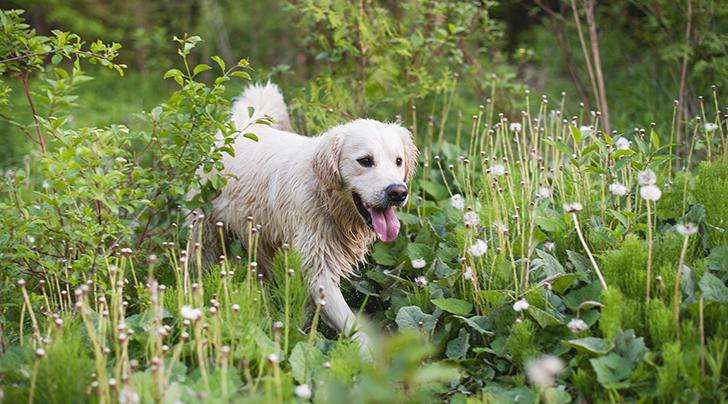 Everything You Need to Know About Your Dog and Lyme Disease