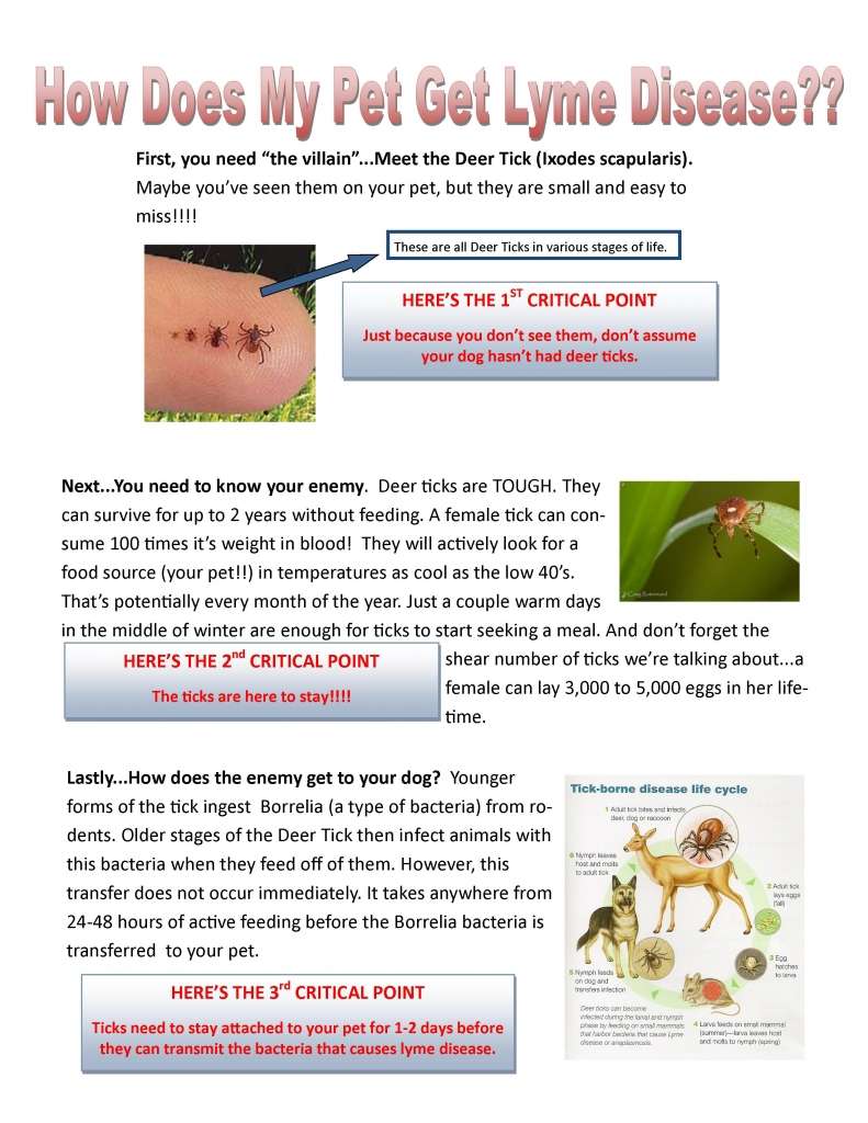 How Does My Pet Get Lyme Disease