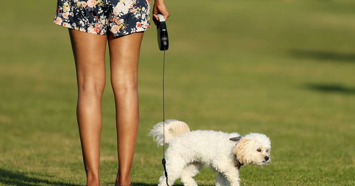 How To Tell If Your Dog May Have Lyme Disease, According To Experts