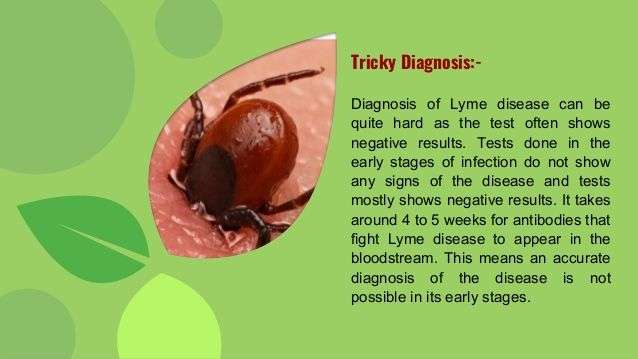 Image result for lyme disease test accuracy