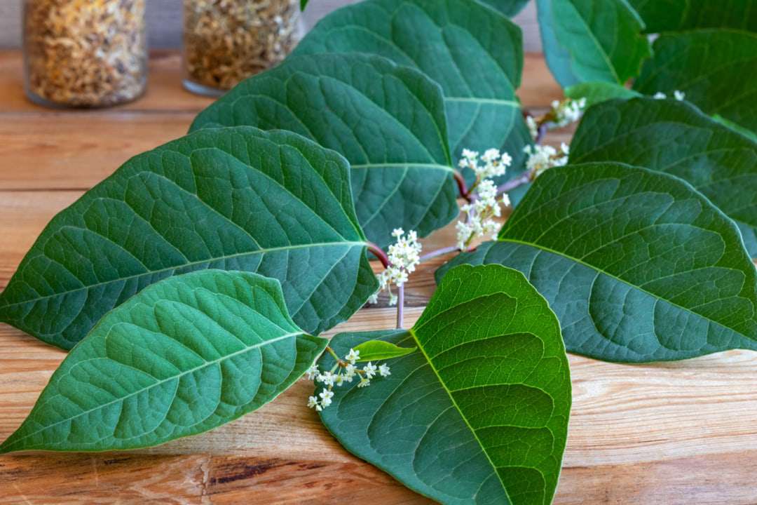 Japanese Knotweed: A Mighty Medicinal Herb For Respiratory Health ...