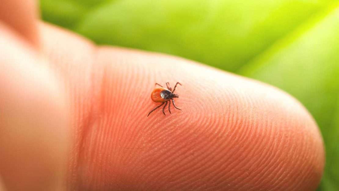 Landing Lyme Disease Ticks