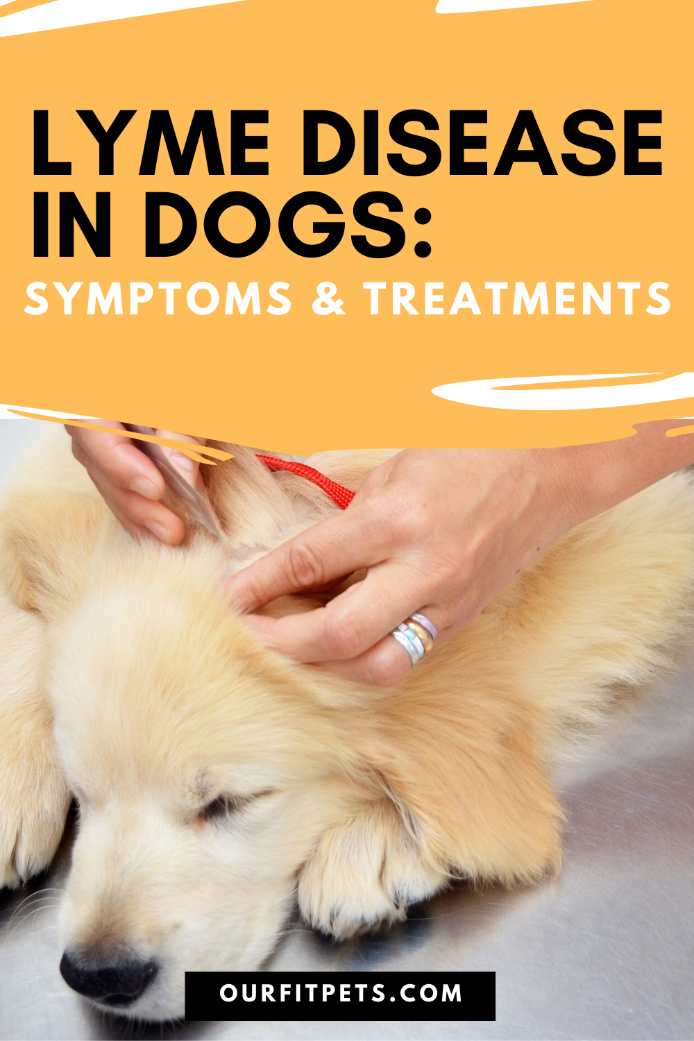 Lyme Disease in Dogs: Symptoms and Treatments