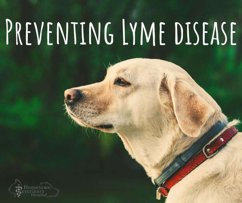 Lyme disease prevention