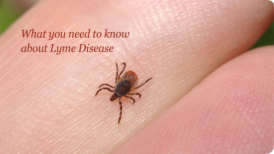 mms treatment for lyme disease