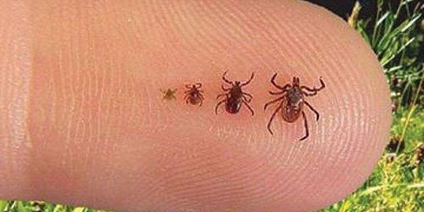 More ticks being found in Halton, including some that have tested ...