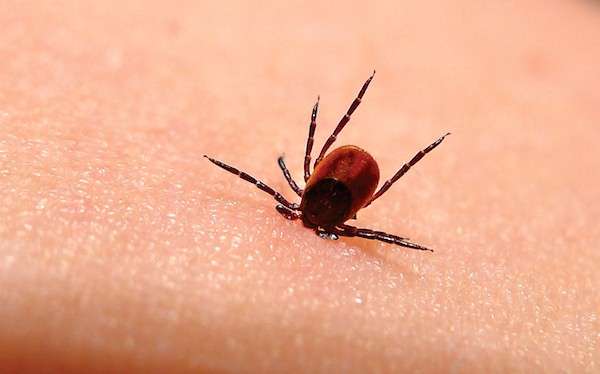 New Bacteria Species That Causes Lyme disease Found in Midwest ...