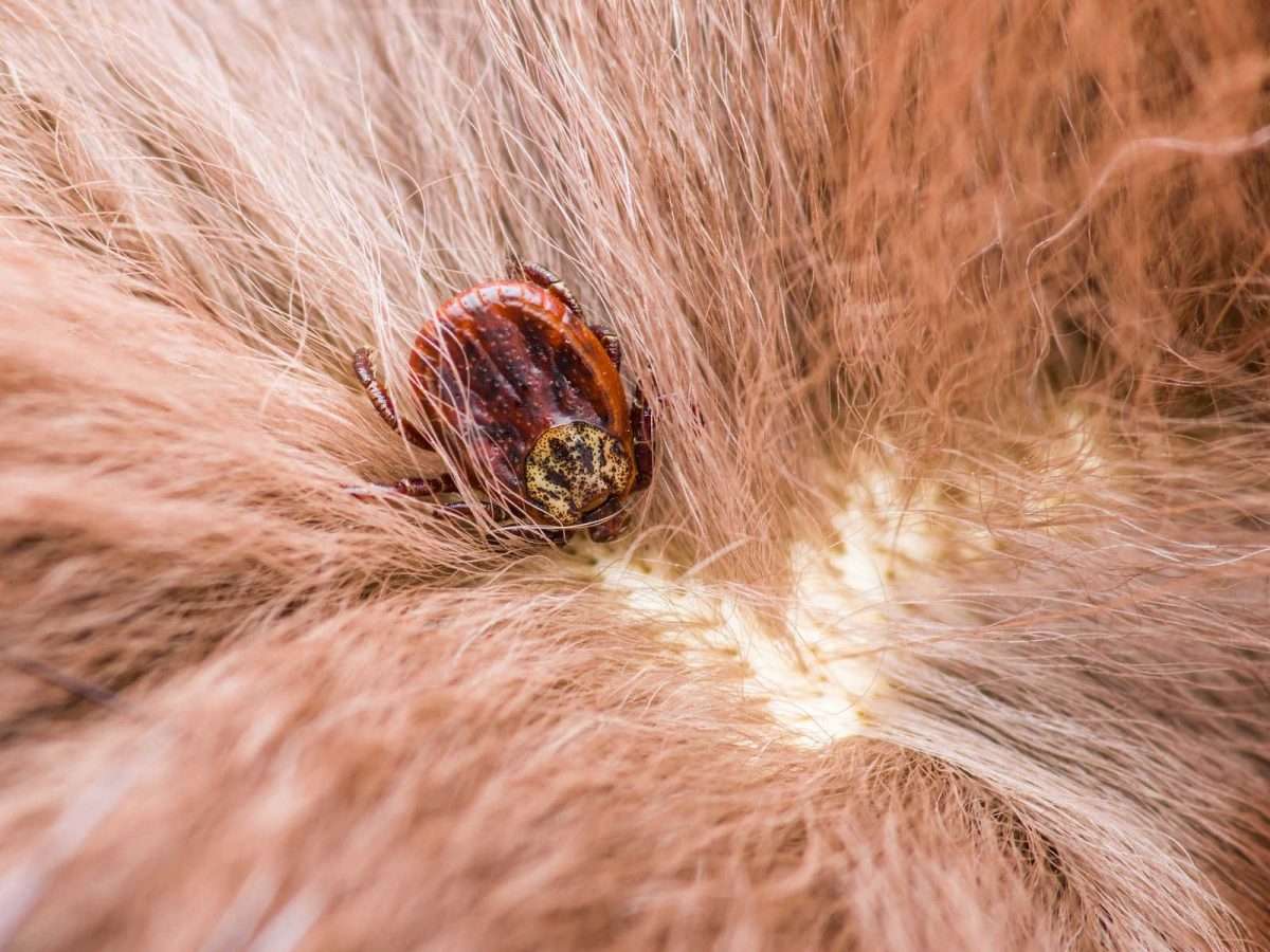 Pin on Cat ear mites