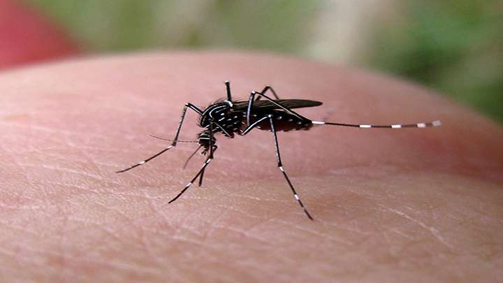 Take Precautions During Tick &  Mosquito Season