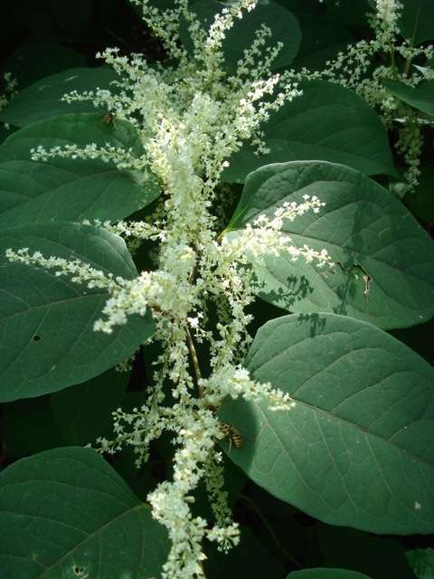 The Essence of Herbs: Japanese Knotweed in the Treatment of Lyme Disease