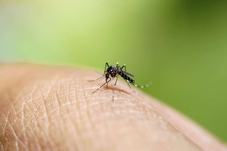 Tick and mosquito bites â Kansas Medical Center