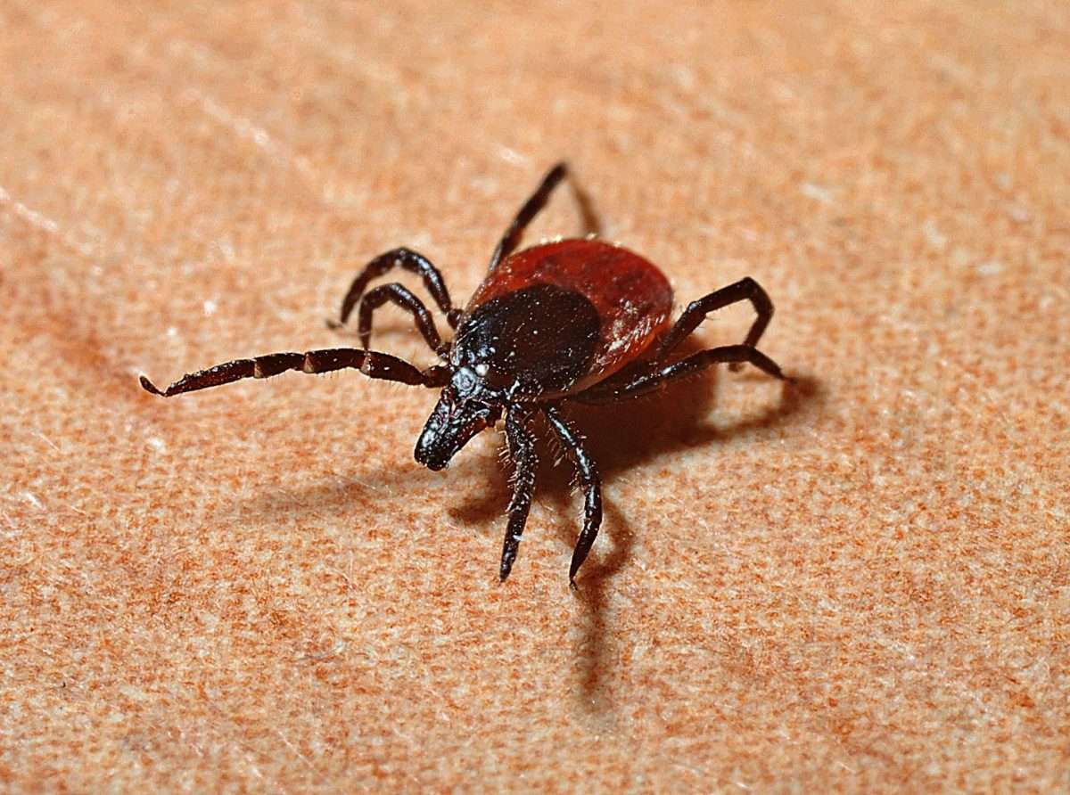 Ticks and Lyme disease: What you need to know â Kingston News
