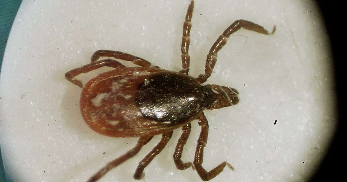 Ticks in Michigan: What they look like, types, diseases they spread