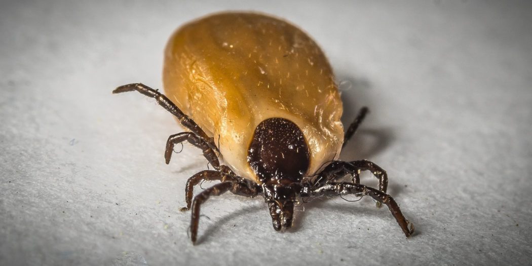 A novel drug to prevent Lyme disease is now being tested in humans ...