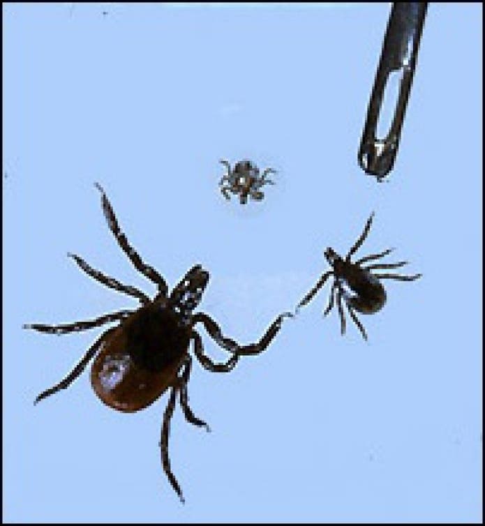 Lyme Disease Risk Grows