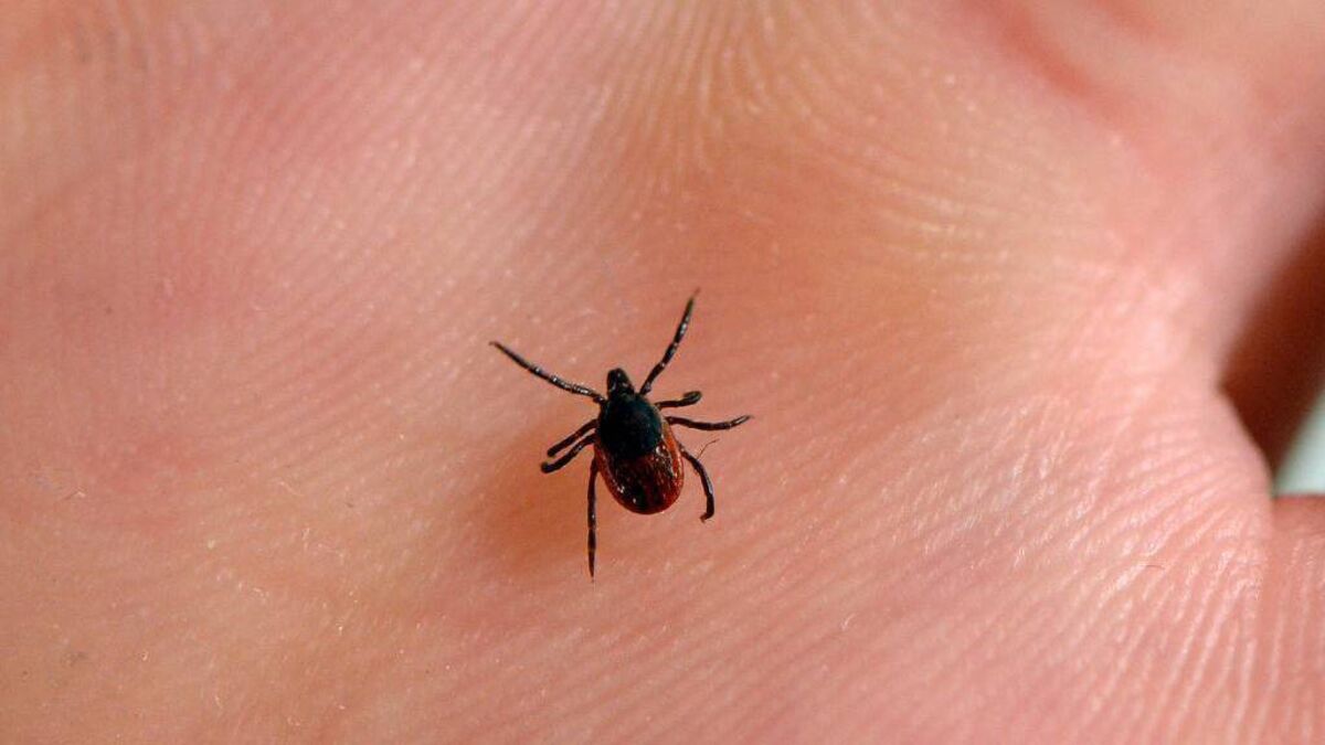 Lyme disease: What are the symptoms and how to remove a tick if you ...