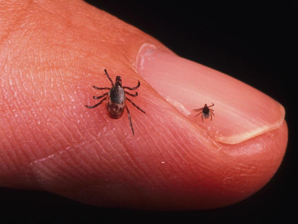These invasive ticks can appear in such numbers that they drain cattle ...