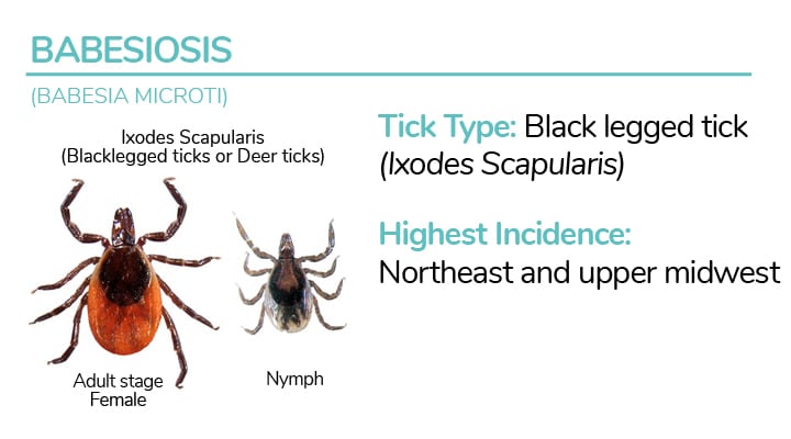 What To Do If You Get Bit By A Tick