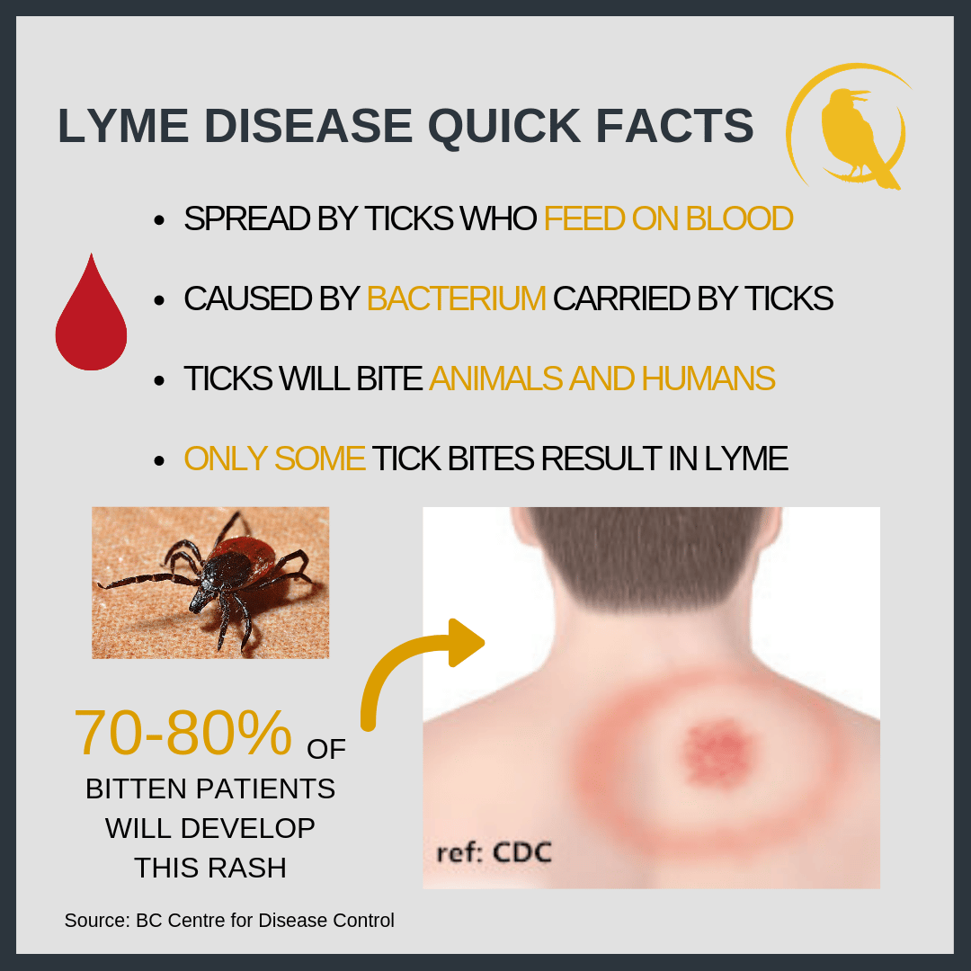 Effects Of Untreated Lyme Disease