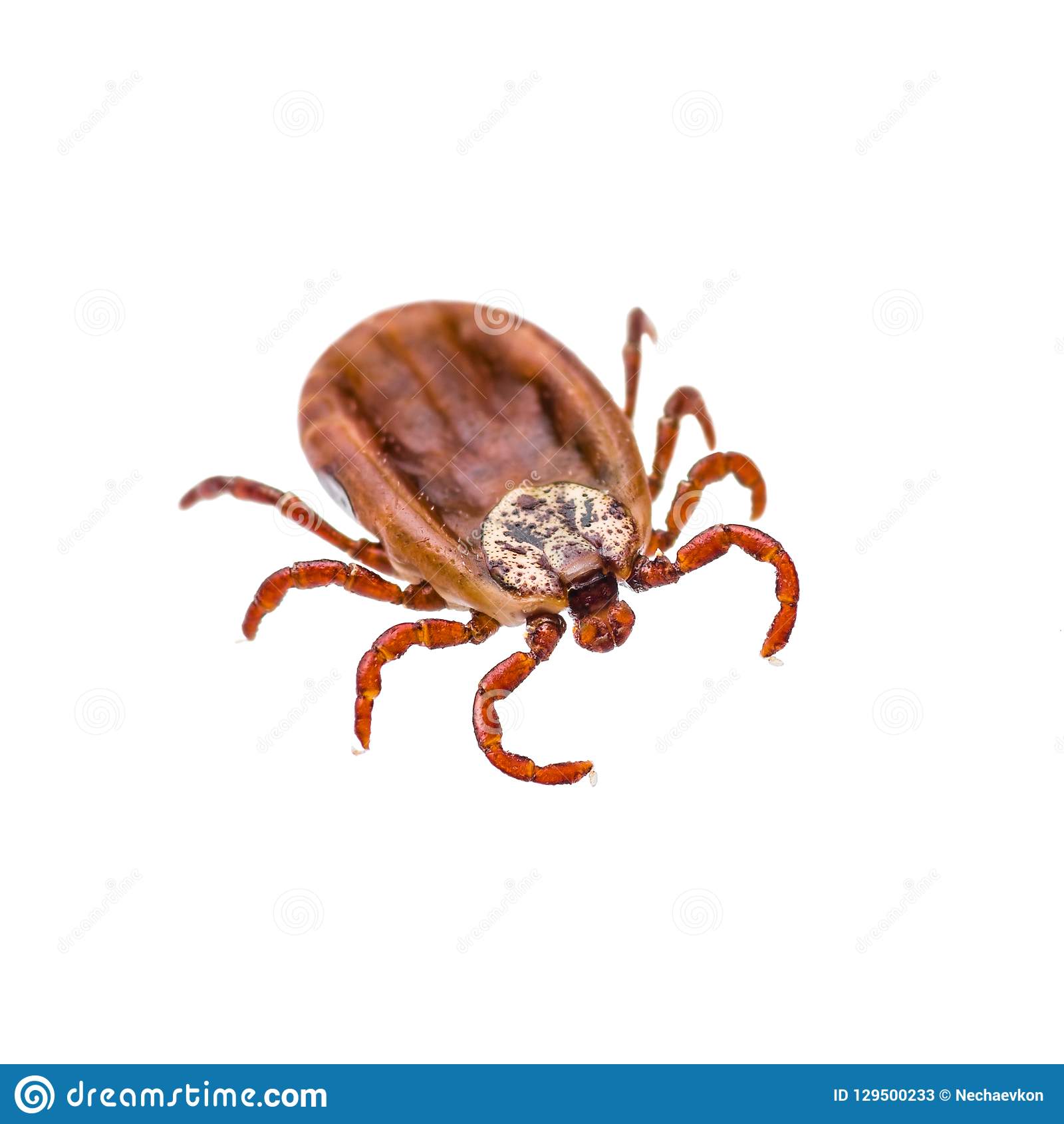 Encephalitis or Lyme Virus Infected Tick Insect Isolated on Whit Stock ...