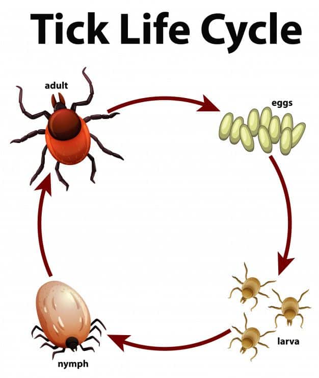 Free Download: Diagram showing life cycle of tick Free Vector